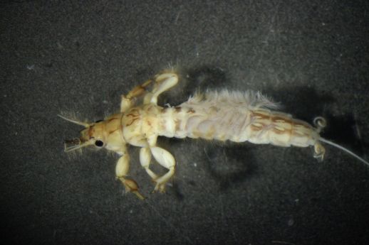 ephemeridae